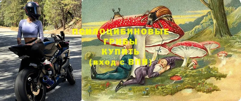 Псилоцибиновые грибы Psilocybe  магазин продажи наркотиков  Шумерля 